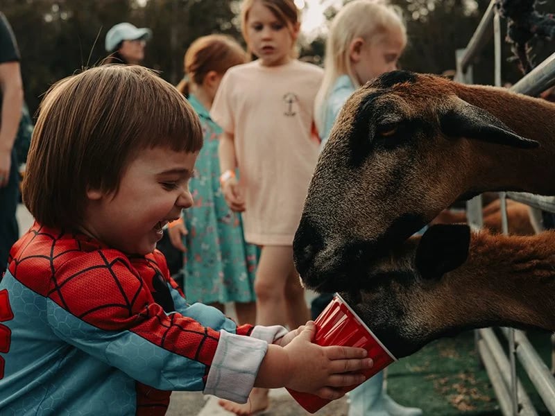 A laughing toddler in a Spider-Man costume holds out a red cup of feed to a brown sheep at the petting zoo.